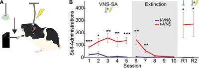 Self-Administration of Right Vagus Nerve Stimulation Activates Midbrain Dopaminergic Nuclei